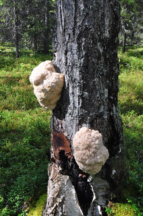 fungo lignicolo finlandese